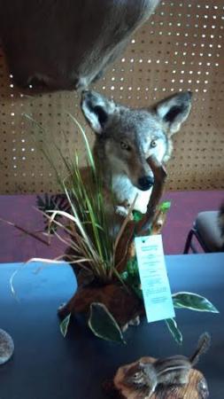 Mounting Memories Taxidermy - Kernersville, NC 27284 - (336)831-3369 | ShowMeLocal.com
