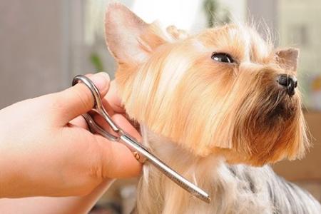 Pampered Pooch Grooming - Manhattan, KS 66502 - (785)380-8775 | ShowMeLocal.com