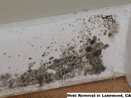 Mold Removal - Lakewood, CA 80215 - (888)547-2290 | ShowMeLocal.com