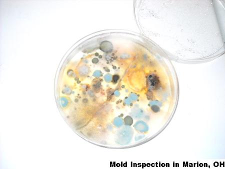 Mold Inspection - Marion, OH 43302 - (866)413-4411 | ShowMeLocal.com