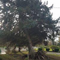 Elite Tree Care Bothell (425)350-6909
