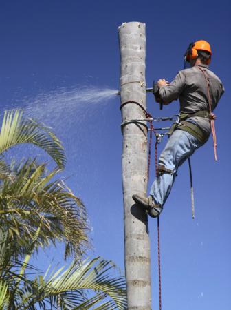 All Tree Services And Landscaping - Leesburg, FL - (352)354-1934 | ShowMeLocal.com