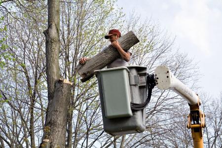 Bunyon BrosTree Service San Luis Obispo - Central Coast