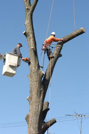 Tree Man - Tree Service and Fire Prevention Monument (719)488-1818