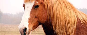 Quality Horse Hay  - Boca Raton, FL 33433 - (844)856-8253 | ShowMeLocal.com