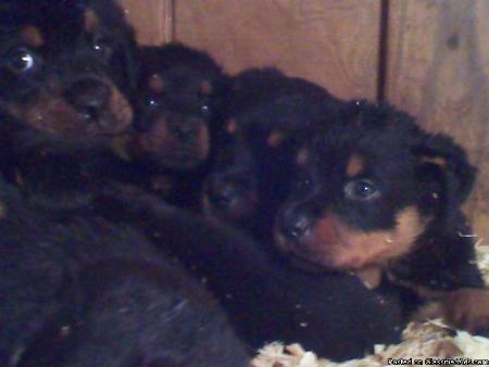 Diamond Puppies - Greensboro, NC 27401 - (804)238-9197 | ShowMeLocal.com